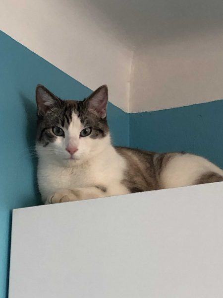 Veronique Lepesant Clinique Veterinaire Du Cedre Bleu Carquefou Nantes Drs Lepesant Et Schwobthaler Veronique Lepesant Clinique Veterinaire Du Cedre Bleu Carquefou Nantes Drs Lepesant Et Schwobthaler